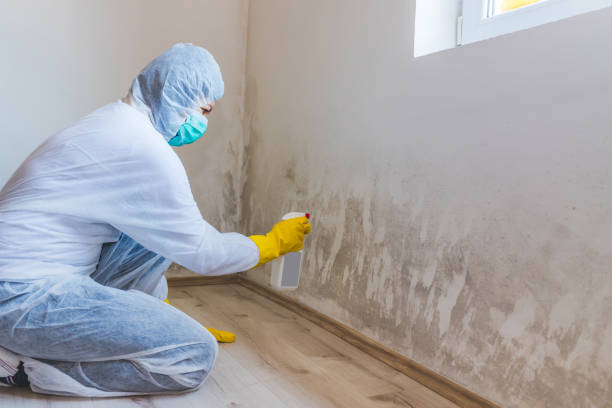 Licensed Basement Mold Remediation service in Millersville, PA - WQB Mold Removal